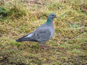 Stock Dove