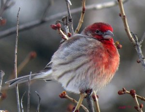 House Finch