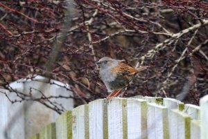 Dunnock (Prunella modularis)