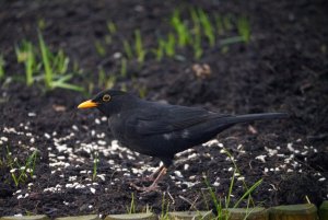 Male Blackbird (turdus merula)