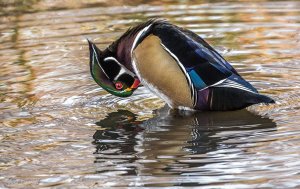 Preening Wood Duck