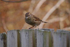 Female Sparrow (Passer Domesticus)