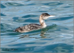 Great Northern Diver