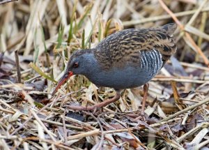 Water Rail