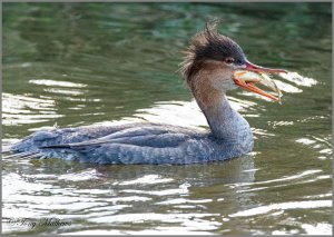 Red breasted Merganser