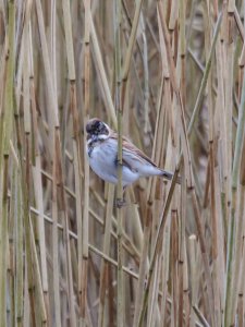 Reed Bunting among the reeds!!
