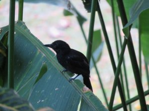 Black-hooded antshrike