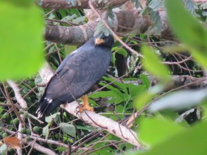 Common black-hawk