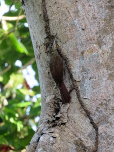 Cocoa woodcreeper