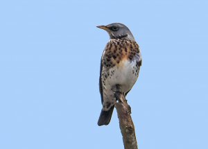 Fieldfare (Heavily Cropped)