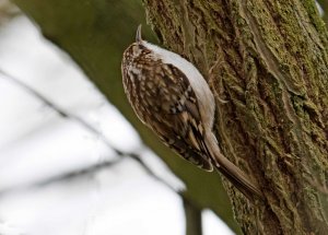 Treecreeper