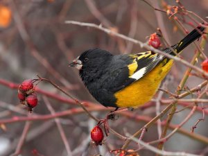 White-winged Grosbeak