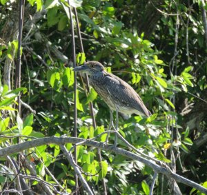 Juvenile Yellow-crowned Night Heron