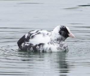 Partial albino Eurasian Coot