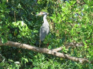 Adult Yellow-crowned Night Heron