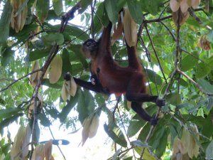 Spider monkey and her baby