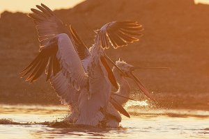 Dalmatian pelican in back light