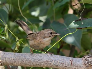 Tarim Babbler