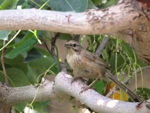 Tarim Babbler