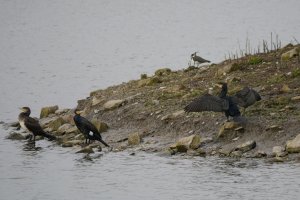 Cormorants (and a lapwing!)