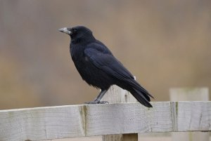 Crow with discoloured beak