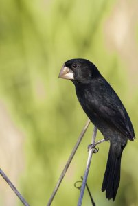 Nicaraguan Seed-finch