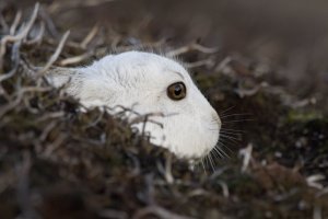 mountain hare portrait