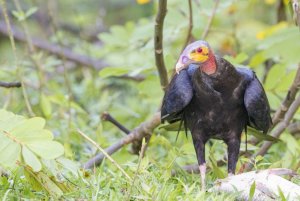 Lesser Yellow-headed Vulture