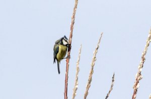 A rare crestyblue tit