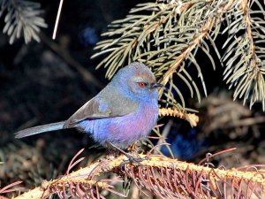 White-browed Tit-Warbler