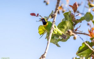 Golden-fronted leafbird