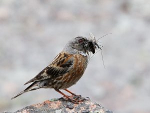 Himalayan Accentor