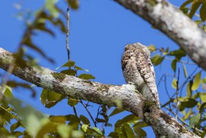 Great Potoo