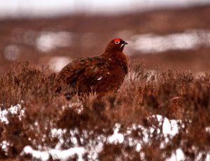 Red grouse