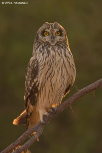 Short-eared Owl | Asio flammeus