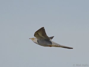 Cuckoo