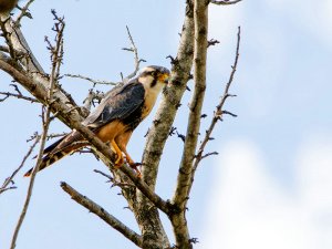 Aplomado Falcon