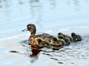 Tufftie mum and family