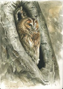 Tawny owl of reddish phase life study