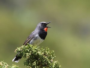 Himalayan Rubythroat