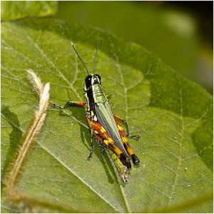 Four-banded Grasshopper