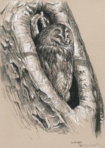 Tawny owl study on toned paper