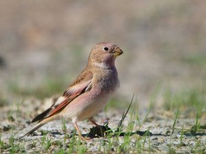 Mongolian Finch