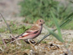 Mongolian Finch