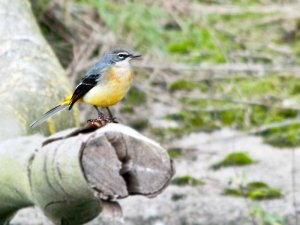 Grey wagtail