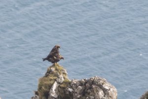 golden eagles mating