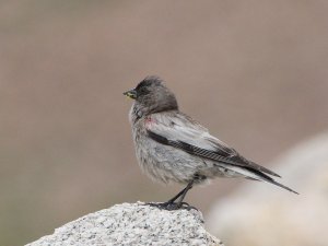 Brandt's Rosefinch