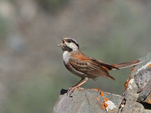 White-capped Bunting