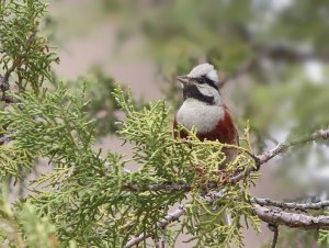 White-capped Bunting