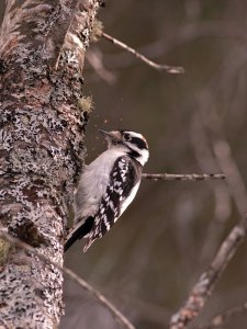 Downy Woodpecker